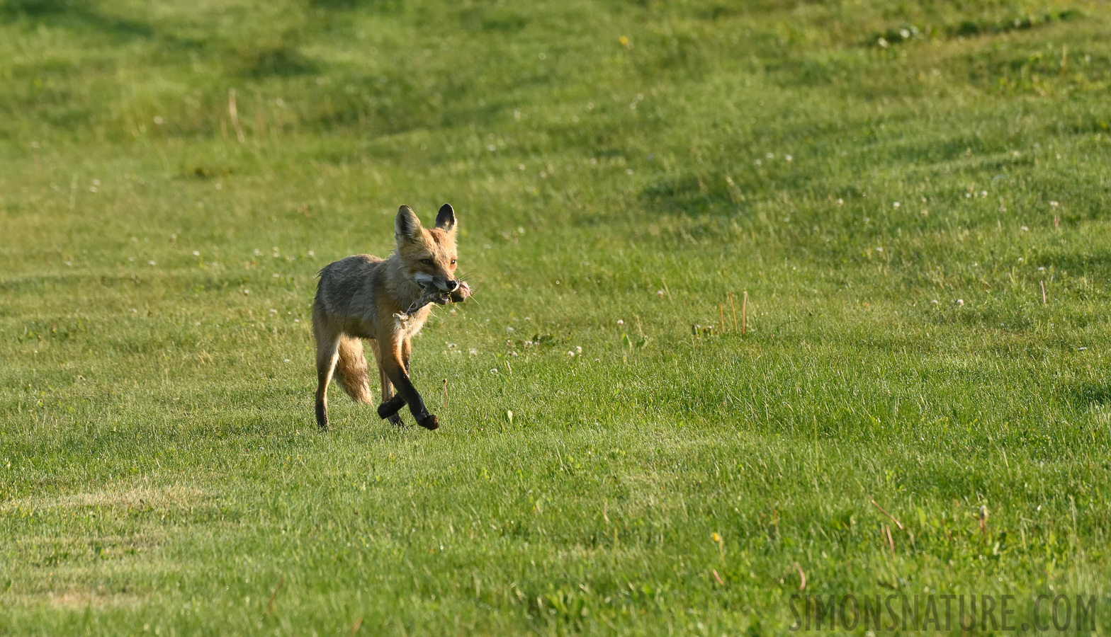 Vulpes vulpes fulvus [400 mm, 1/1000 sec at f / 9.0, ISO 1600]